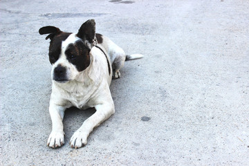 Dog guard with a torn ear a pooch a cross of a boxer with uncropped ears and tail lies on the concrete and looks forward. Copy space right