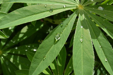 rain drops on leaves