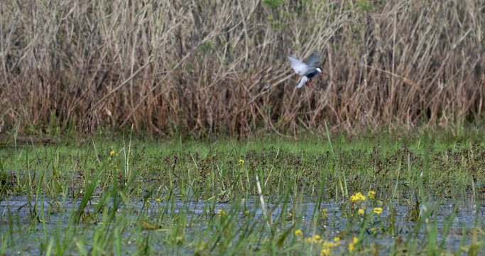 The whiskered tern (Chlidonias hybrida) on the flooded floodplain in Lonjsko polje, Croatia 