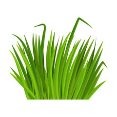 Green grass vector icon.Cartoon vector icon isolated on white background green grass.