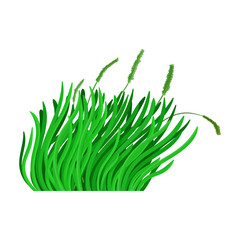 Green grass vector icon.Cartoon vector icon isolated on white background green grass.