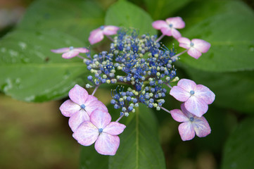 4方向に開いて咲いている紫陽花