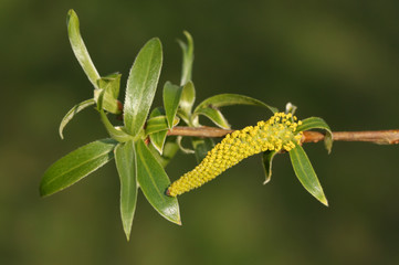 The leaves and flower of a White Weeping or Weeping Willow Tree, Salix alba, growing at the edge of water in spring.