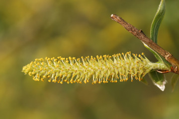 The flower of a White Weeping or Weeping Willow Tree, Salix alba, growing at the edge of water in spring.