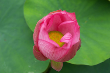 中央部が黄色で周囲が赤い蓮の花