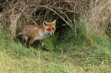 A magnificent wild Red Fox, Vulpes vulpes, emerging from its den to go hunting. 