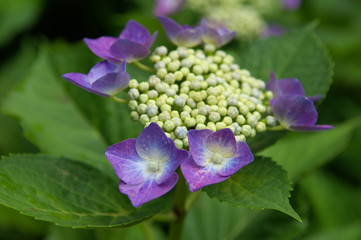 綺麗に咲いている紫色の紫陽花