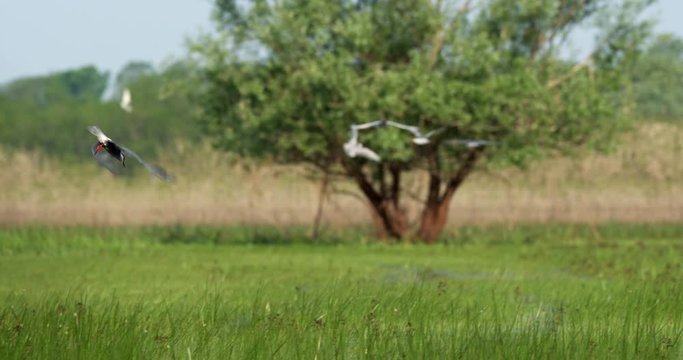 The whiskered tern (Chlidonias hybrida) on the flooded floodplain in Lonjsko polje, Croatia 