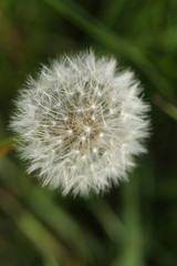 The seed head of a Dandelion, Taraxacum, growing in a meadow in the UK.