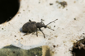 A Vine Weevil, Otiorhynchus sulcatus, hiding on the underneath of a garden ornament.