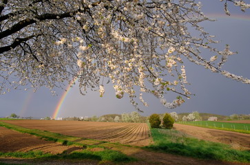 Regenbogen