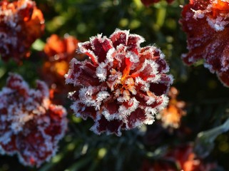 red and yellow flowers