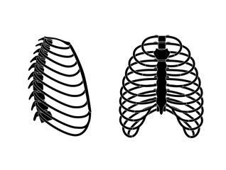 Human rib cage anatomy