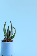 Cactus in a pot on an isolated background. Minimalism, horizontal image.