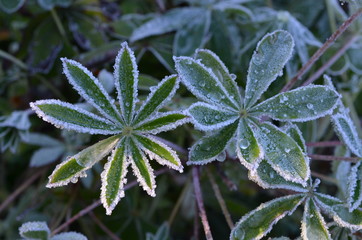 frost covered leaves