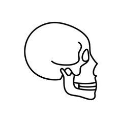 Human skull anatomy. 