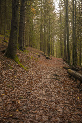 autumn in the swiss forest