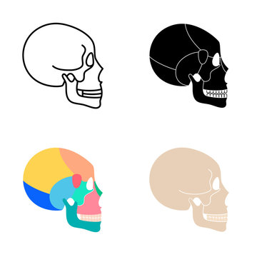 Human skull anatomy. 
