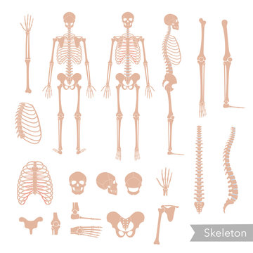 Human man skeleton anatomy