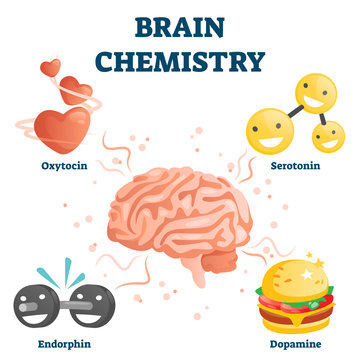 Brain chemistry vector illustration. Labeled happiness chemicals collection