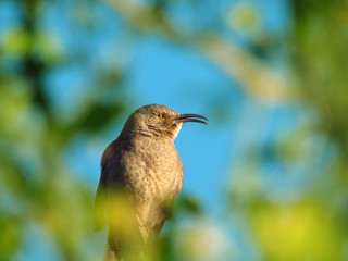 curve billed thrasher in tree
