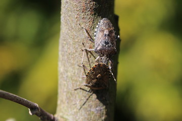 Graue Gartenwanze beim Vorspiel