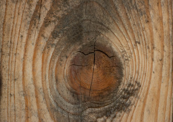 Wood coating in macro shot. Tree close up. A wooden board in macro shot. Background like texture.