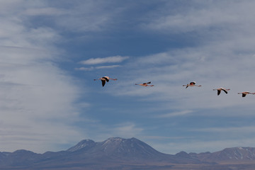 Unterwegs mit dem Auto in Chile.