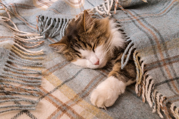tired tabby cat resting under tartan wool blanket with fringe