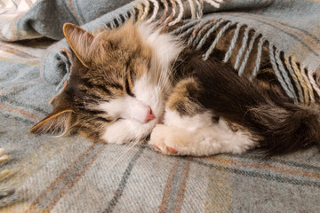 closeup of a tabby cat sleeping curled up in pale blue wool blanket with fringe