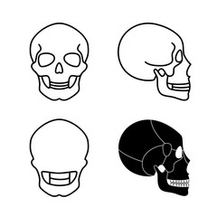 Human skull anatomy. 