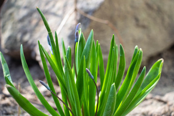 Blooming blue flowers with green leaves. Macro shot. Background like texture. Stone in the background.