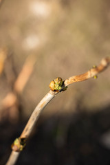 The bud grows on a branch close-up. Background like texture. Spring came.