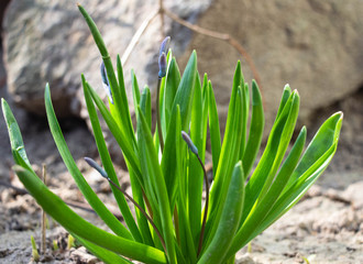 Blooming blue flowers with green leaves. Macro shot. Background like texture. Stone in the background.