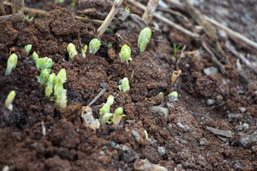 Buds grow from the ground. Macro shot. Background like texture..