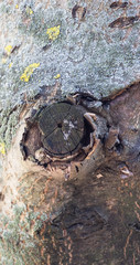 .Dark gray tree bark background. Background like texture. full frame, element for the designer, close-up