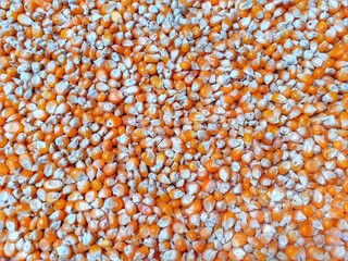 Texture of yellow maize or corns seed grains.