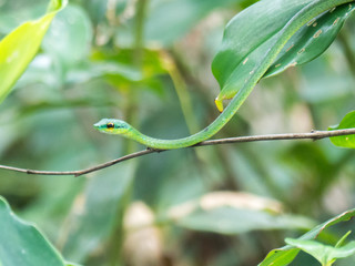 Green Parrot Snake or Green Tree Snake (in german D&uuml;nnschlange) Leptophis ahaetulla
