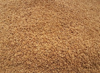 Texture of raw rice seed. Paddy rice background.
