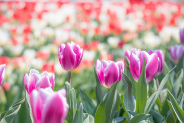 Fototapeta premium 春に咲く球根植物 チューリップの群生
