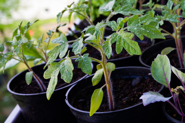 Young tomato plants