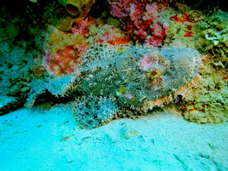 The amazing and mysterious underwater world of Indonesia, North Sulawesi, Manado, scorpionfish