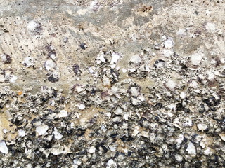 Oysters and shells on the rocks at low tide at baech. 