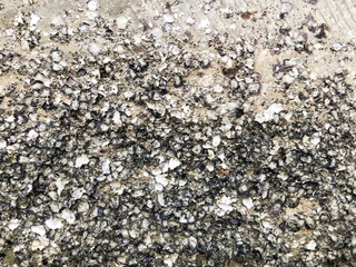Oysters and shells on the rocks at low tide at baech. 