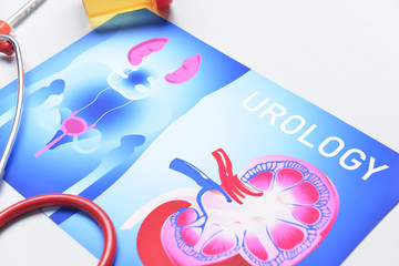 Picture of urogenital system on white background