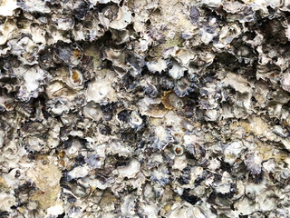 Oysters and shells on the rocks at low tide at baech. 
