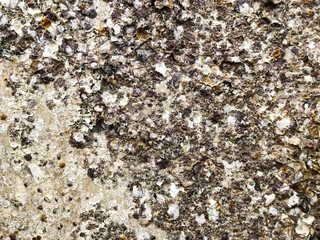 Oysters and shells on the rocks at low tide at baech. 