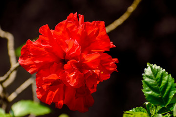 flowers with its branches and leaves