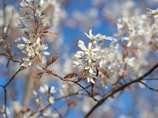 Blühende Felsenbirne, Amelanchier, im Frühling