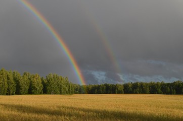 rainbow over green field